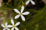 Shortleaf rose gentian